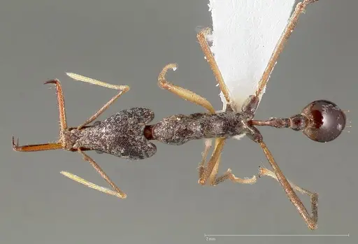 Strumigenys agra specimen