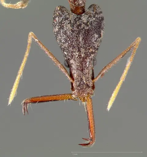 Strumigenys agra specimen