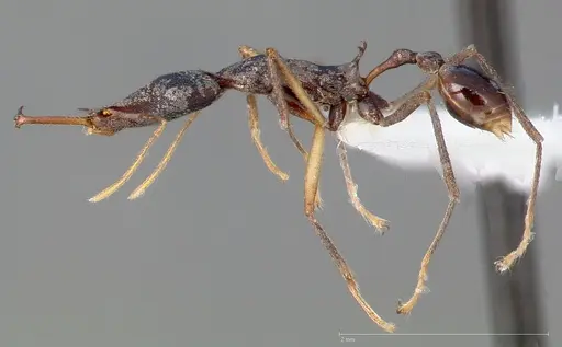 Strumigenys agra specimen