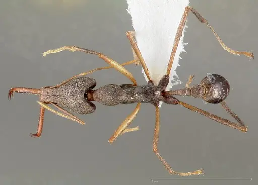 Strumigenys agra - CASENT0005479