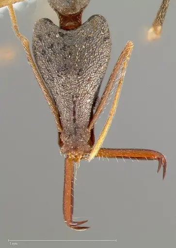 Strumigenys agra - CASENT0005479