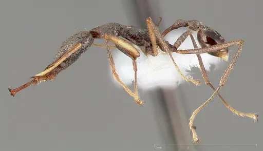 Strumigenys agra - CASENT0005479