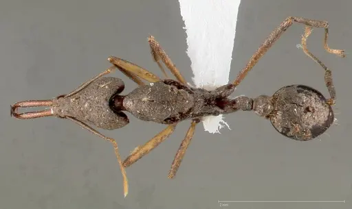 Strumigenys agra - CASENT0005480