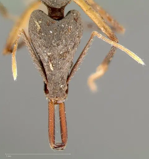 Strumigenys agra - CASENT0005480