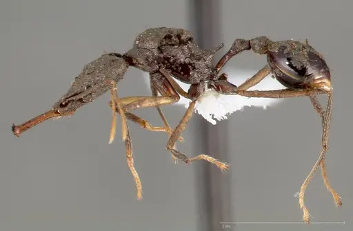 Strumigenys agra - CASENT0005480