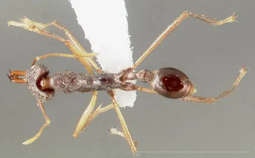 Strumigenys agra - CASENT0005481