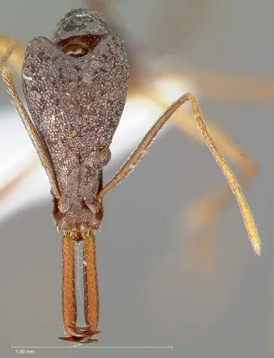 Strumigenys agra - CASENT0005481