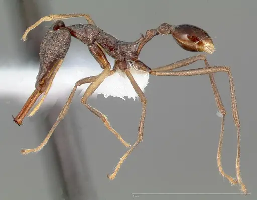 Strumigenys agra - CASENT0005481