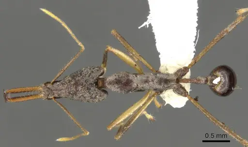 Strumigenys agra - CASENT0900639