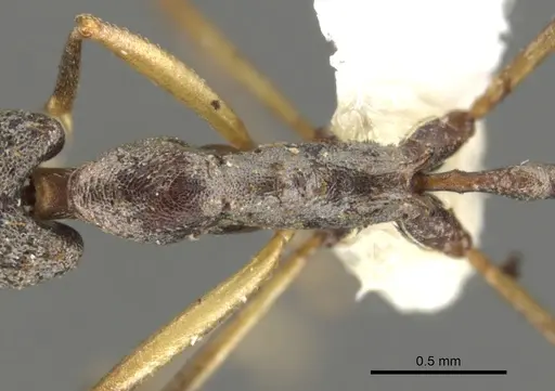 Strumigenys agra - CASENT0900639