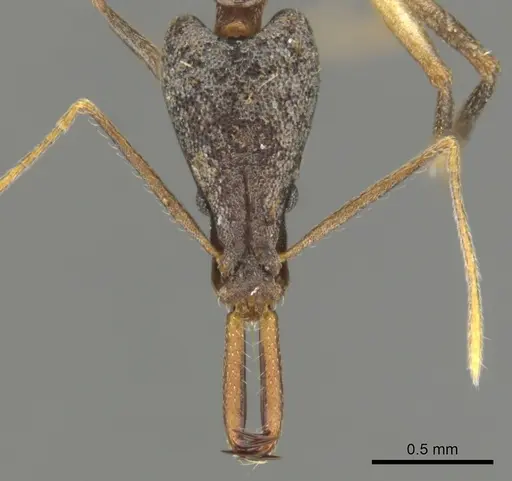 Strumigenys agra - CASENT0900639