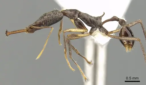 Strumigenys agra - CASENT0900639