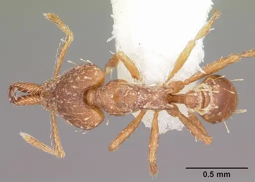 Strumigenys ahares specimen