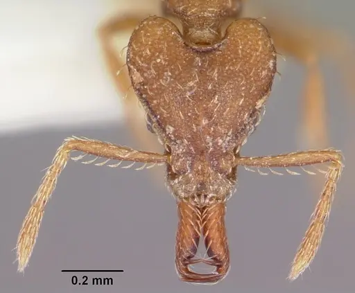 Strumigenys ahares specimen