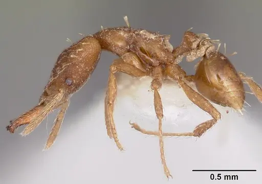 Strumigenys ahares specimen