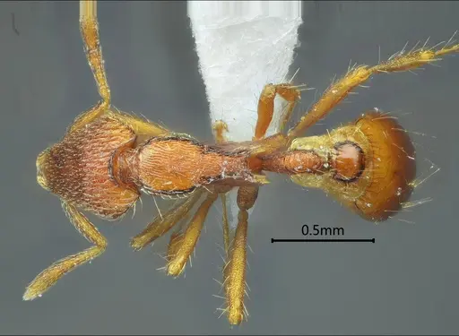 Strumigenys ailaoshana specimen
