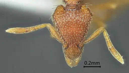 Strumigenys ailaoshana specimen