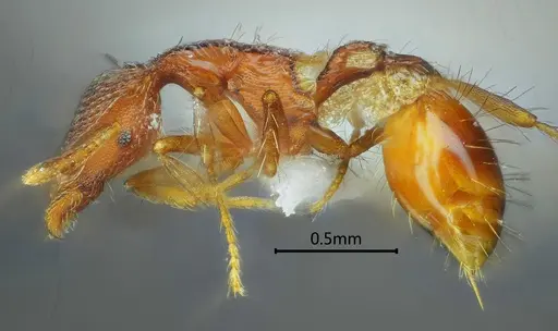 Strumigenys ailaoshana specimen