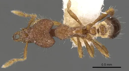 Strumigenys akalles specimen