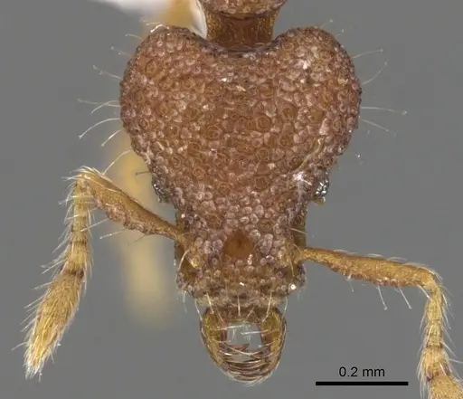 Strumigenys akalles specimen