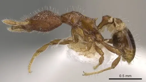 Strumigenys akalles specimen