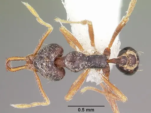 Strumigenys akhtoi specimen