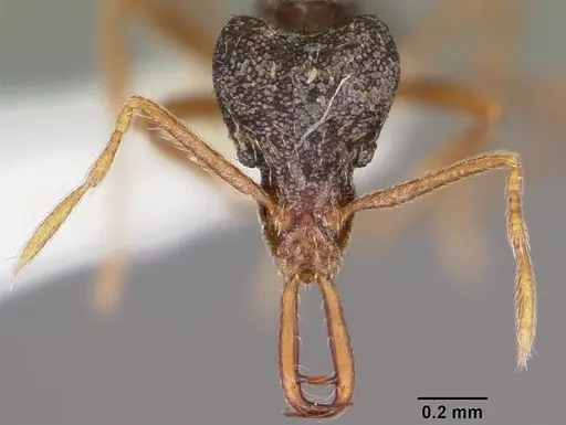 Strumigenys akhtoi specimen