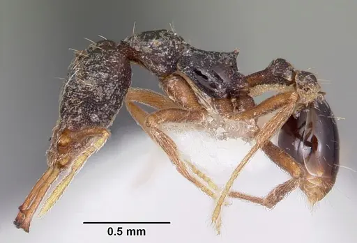 Strumigenys akhtoi specimen