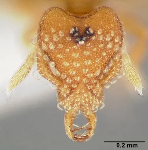 Strumigenys alapa specimen