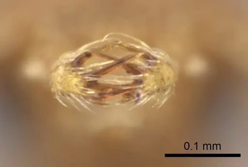 Strumigenys alapa specimen