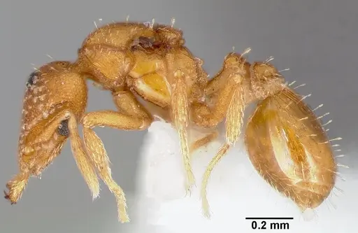 Strumigenys alapa - CASENT0005482