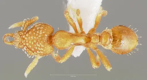 Strumigenys alapa - CASENT0005483