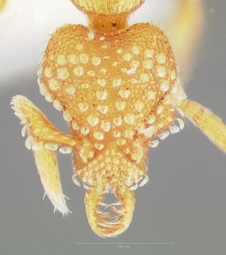 Strumigenys alapa - CASENT0005483