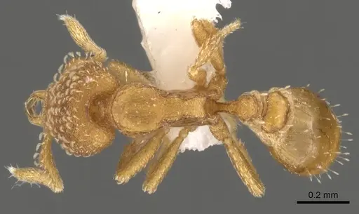 Strumigenys alapa - CASENT0900642