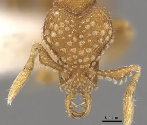 Strumigenys alapa - CASENT0900642