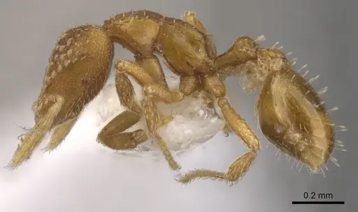 Strumigenys alapa - CASENT0900642