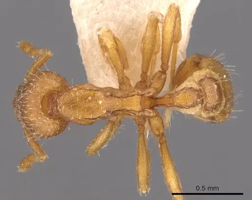 Strumigenys alecto specimen