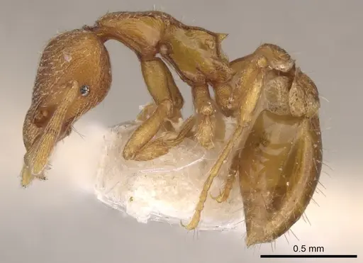 Strumigenys alecto specimen