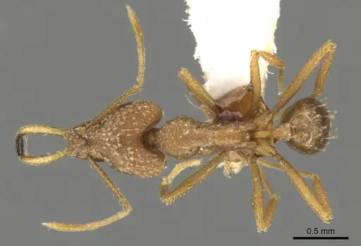 Strumigenys alessandrae specimen