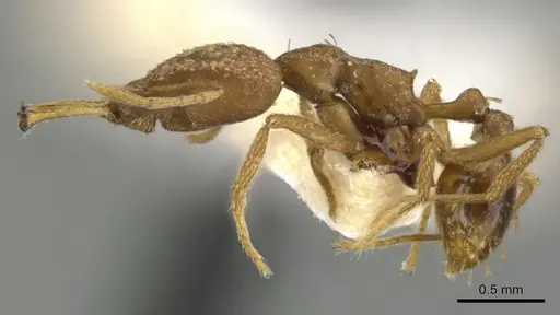 Strumigenys alessandrae specimen