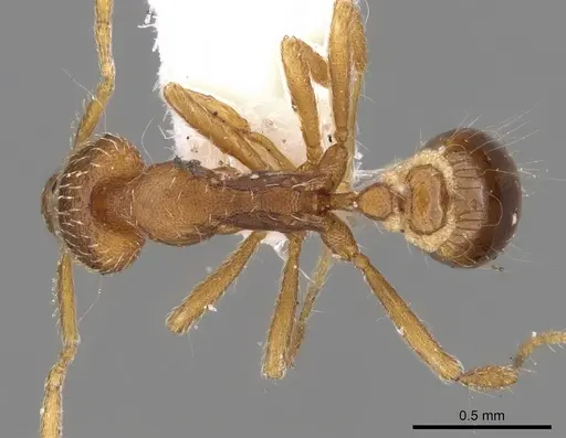 Strumigenys alexetrix specimen