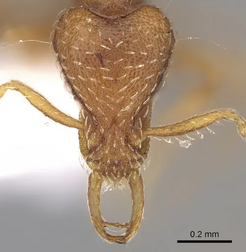 Strumigenys alexetrix specimen