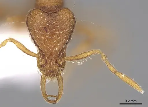 Strumigenys alexetrix specimen