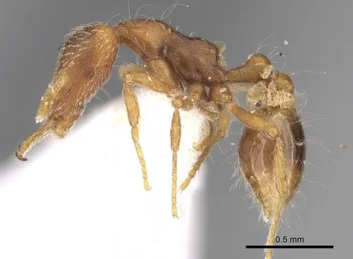 Strumigenys alexetrix - CASENT0280756