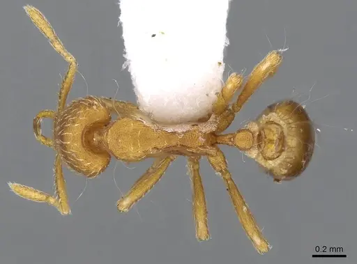 Strumigenys alexetrix - CASENT0914782