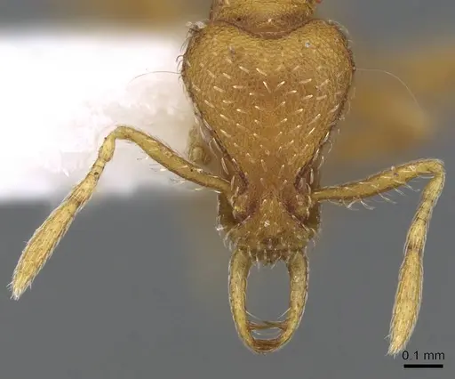 Strumigenys alexetrix - CASENT0914782