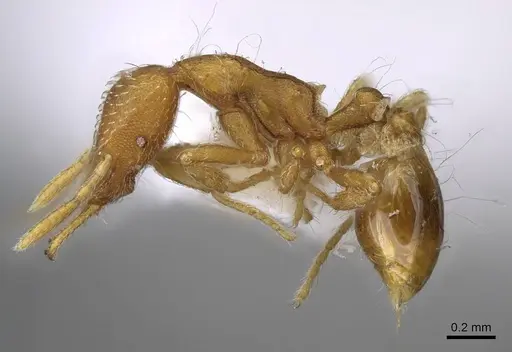 Strumigenys alexetrix - CASENT0914782