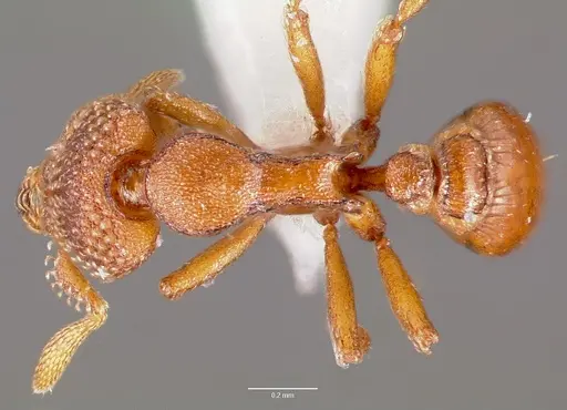 Strumigenys alperti specimen