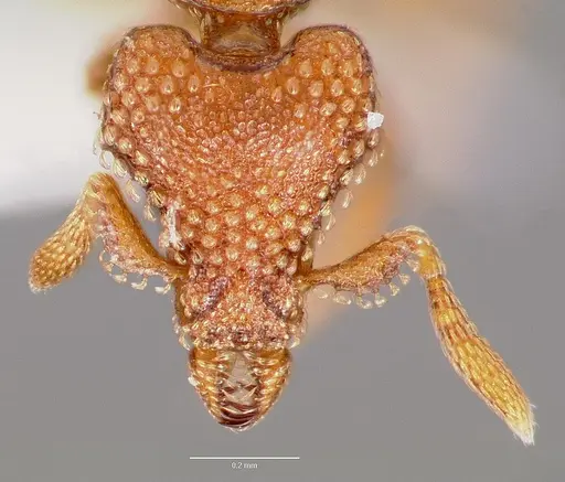 Strumigenys alperti specimen