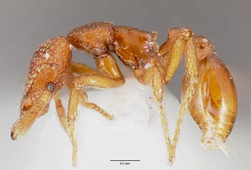 Strumigenys alperti specimen
